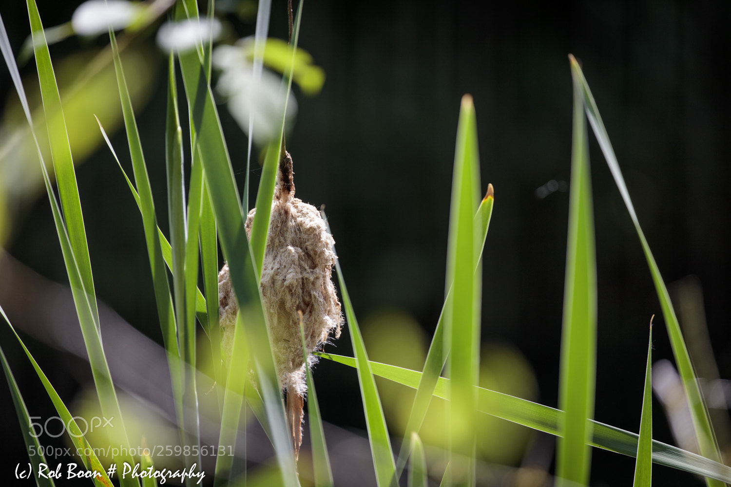 Canon EOS 5DS sample photo. Reed photography