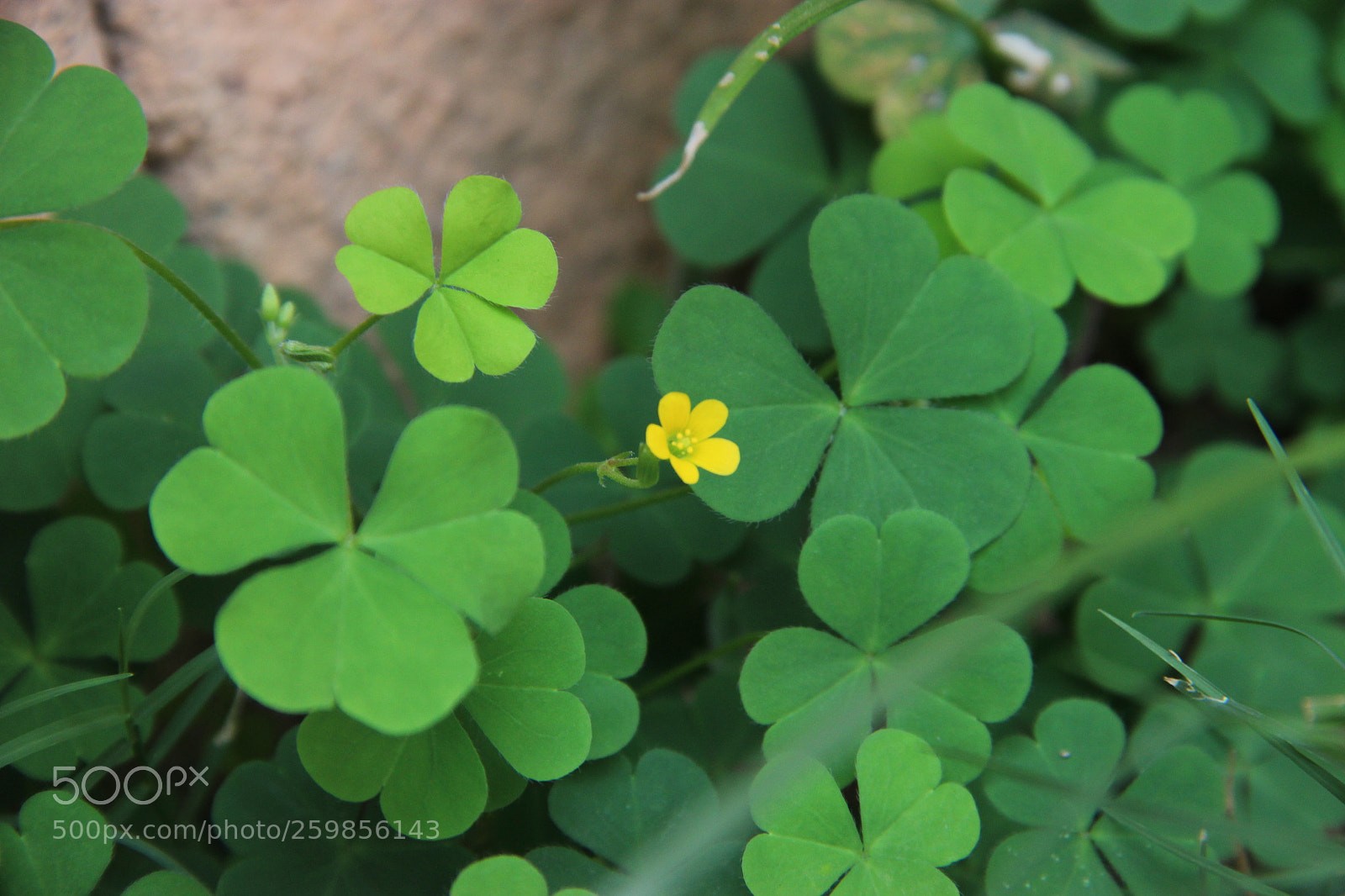 Canon EF-S 18-135mm F3.5-5.6 IS sample photo. Yelow clover photography