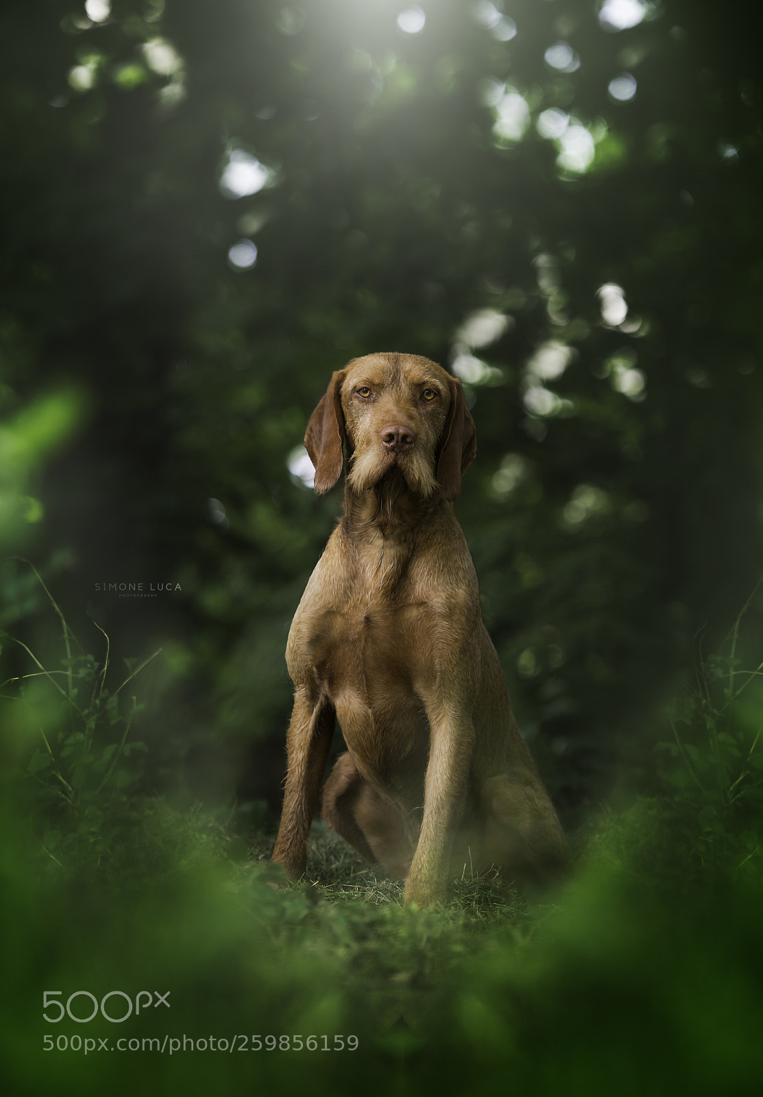 Nikon D4S sample photo. King arthur photography