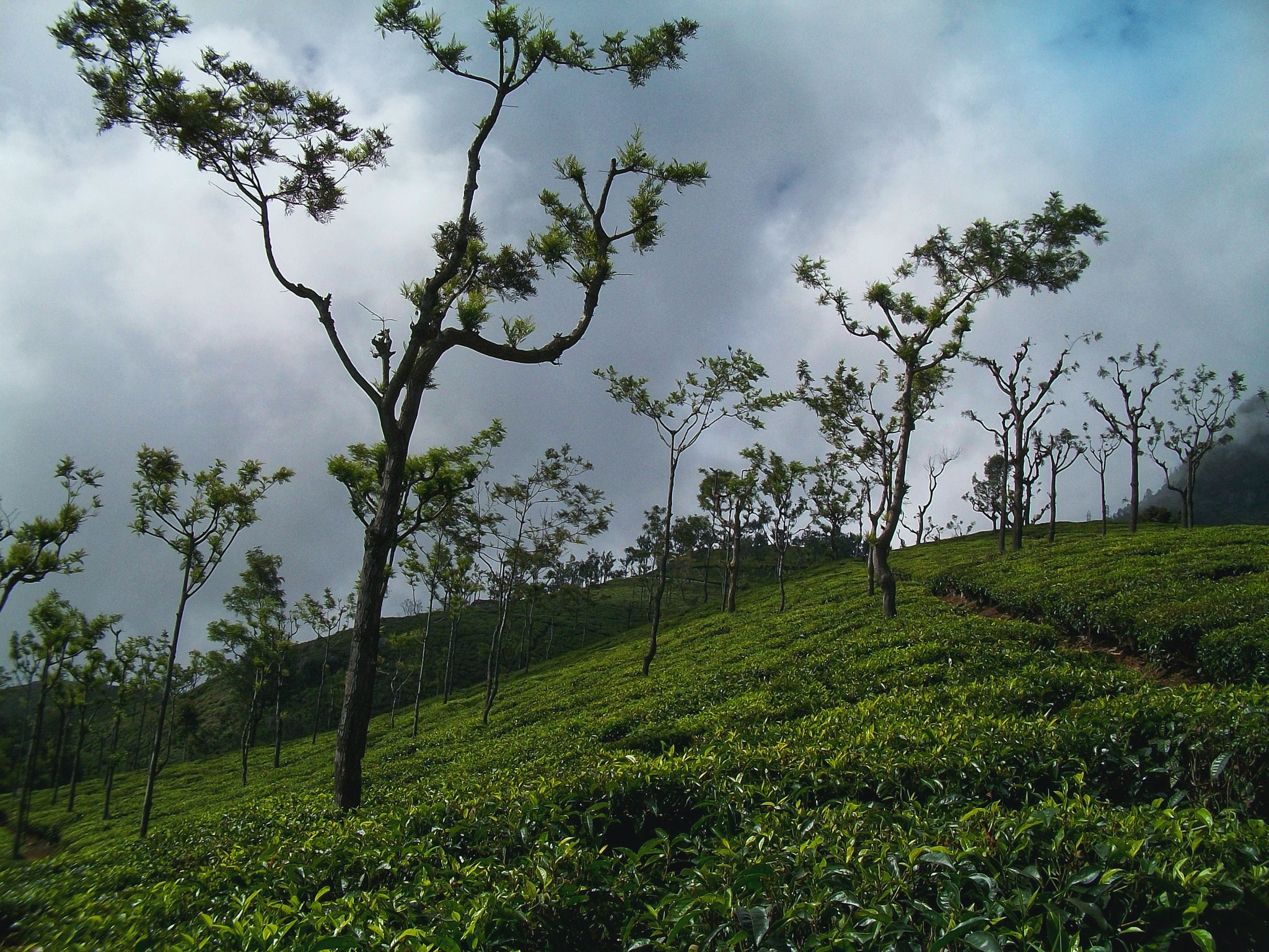 Kodak EASYSHARE C180 DIGITAL CAMERA sample photo. The nilgiri hills photography