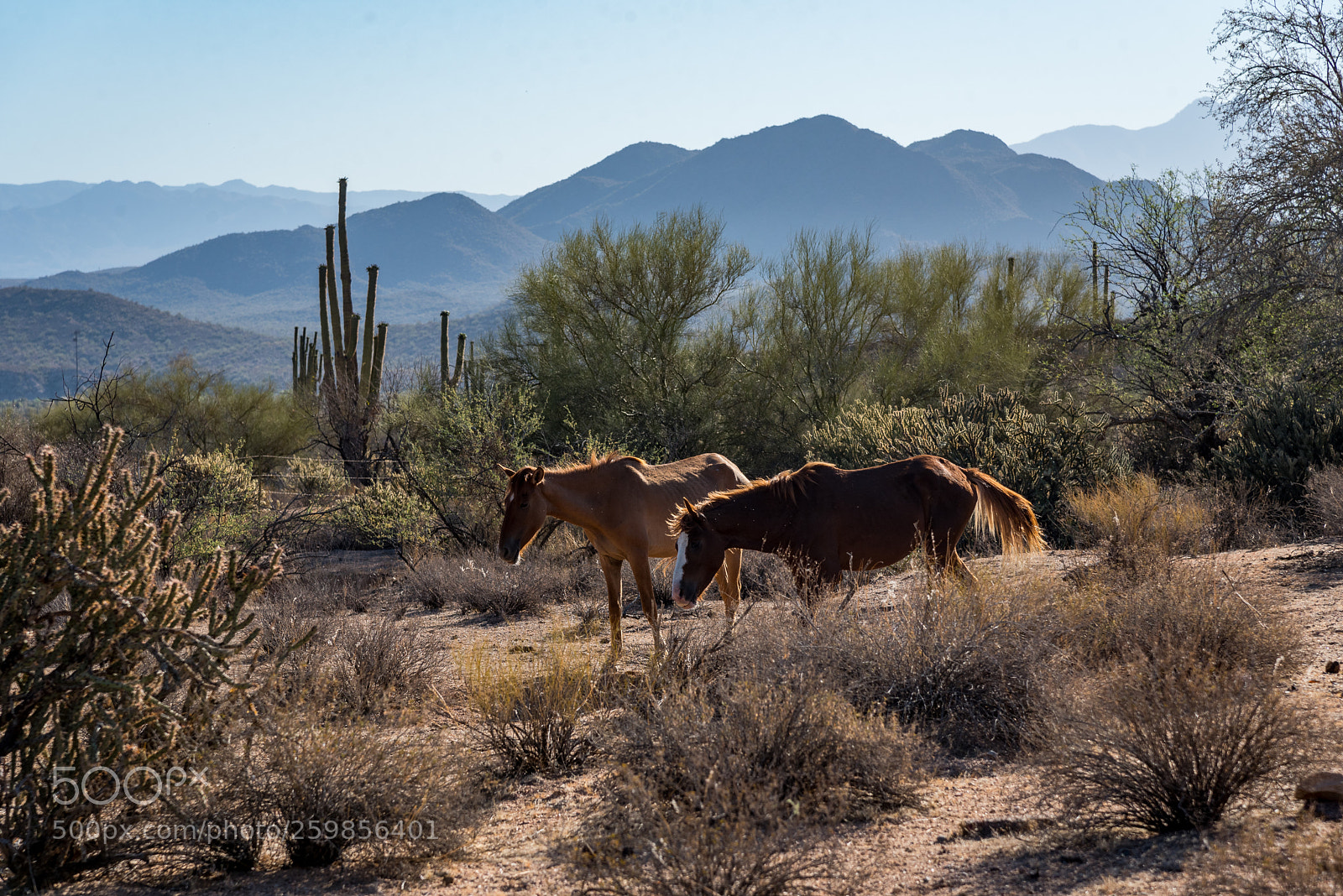 Nikon D750 sample photo. Wild arizona photography
