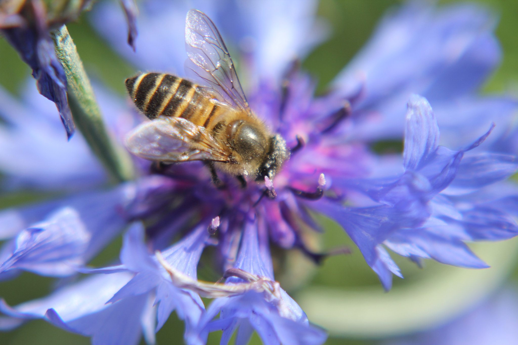 Canon EOS 550D (EOS Rebel T2i / EOS Kiss X4) sample photo. Honey time.... photography