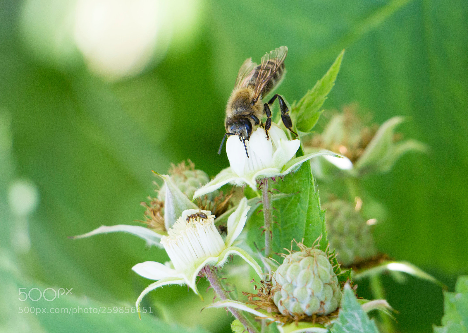 Canon EOS 650D (EOS Rebel T4i / EOS Kiss X6i) sample photo. Friends photography
