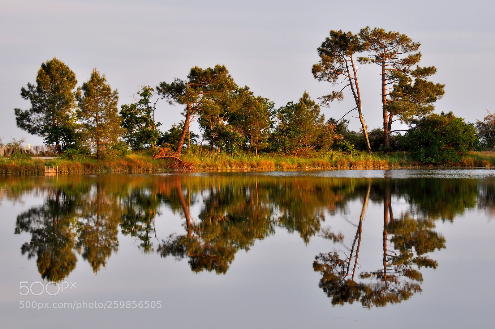 Nikon D90 sample photo. Evening reflection photography