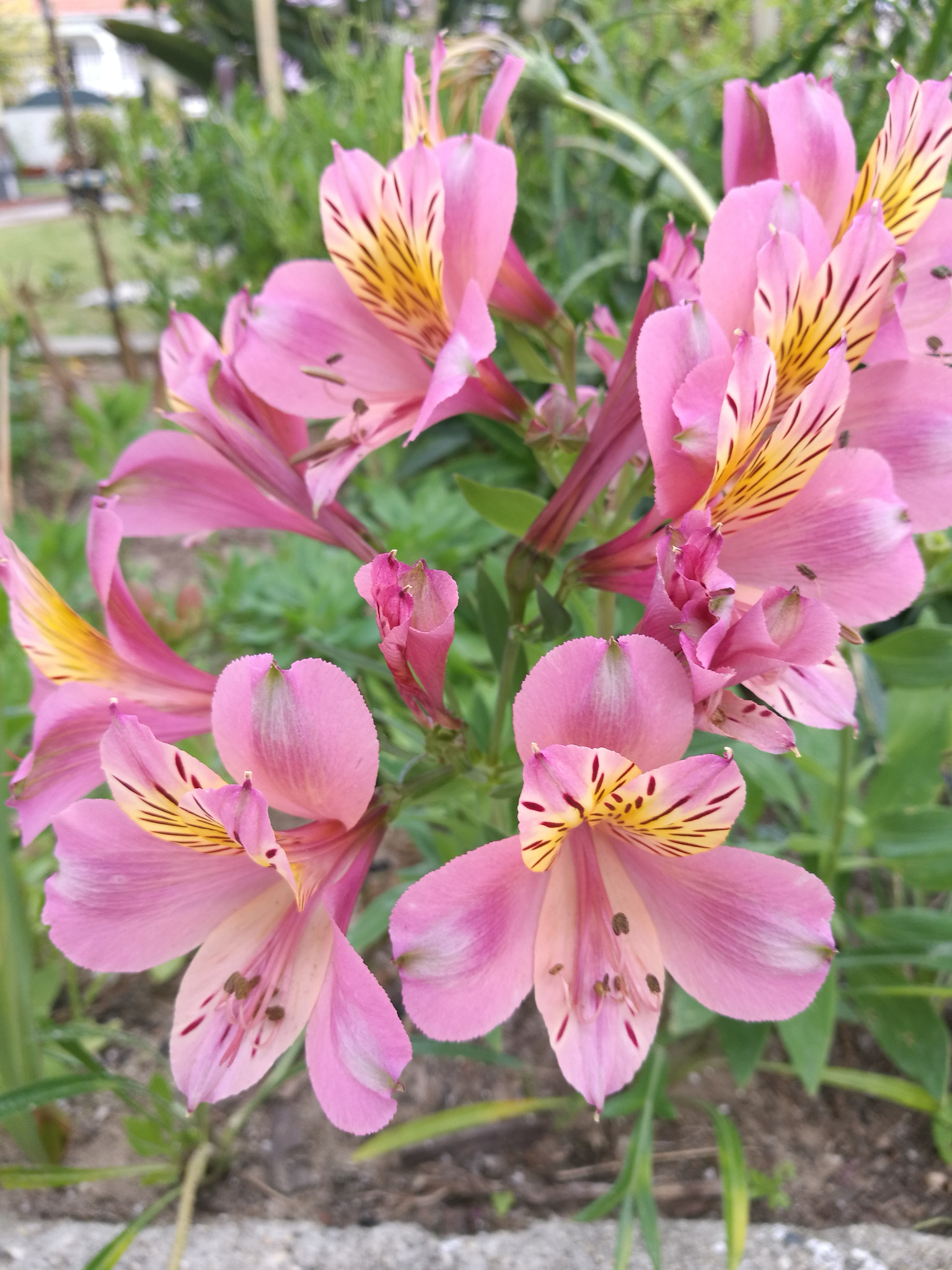 HUAWEI P9 Plus sample photo
