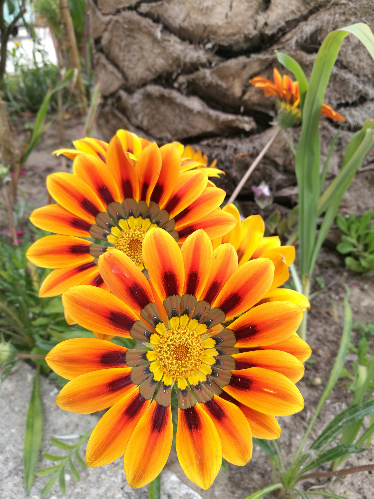 HUAWEI P9 Plus sample photo