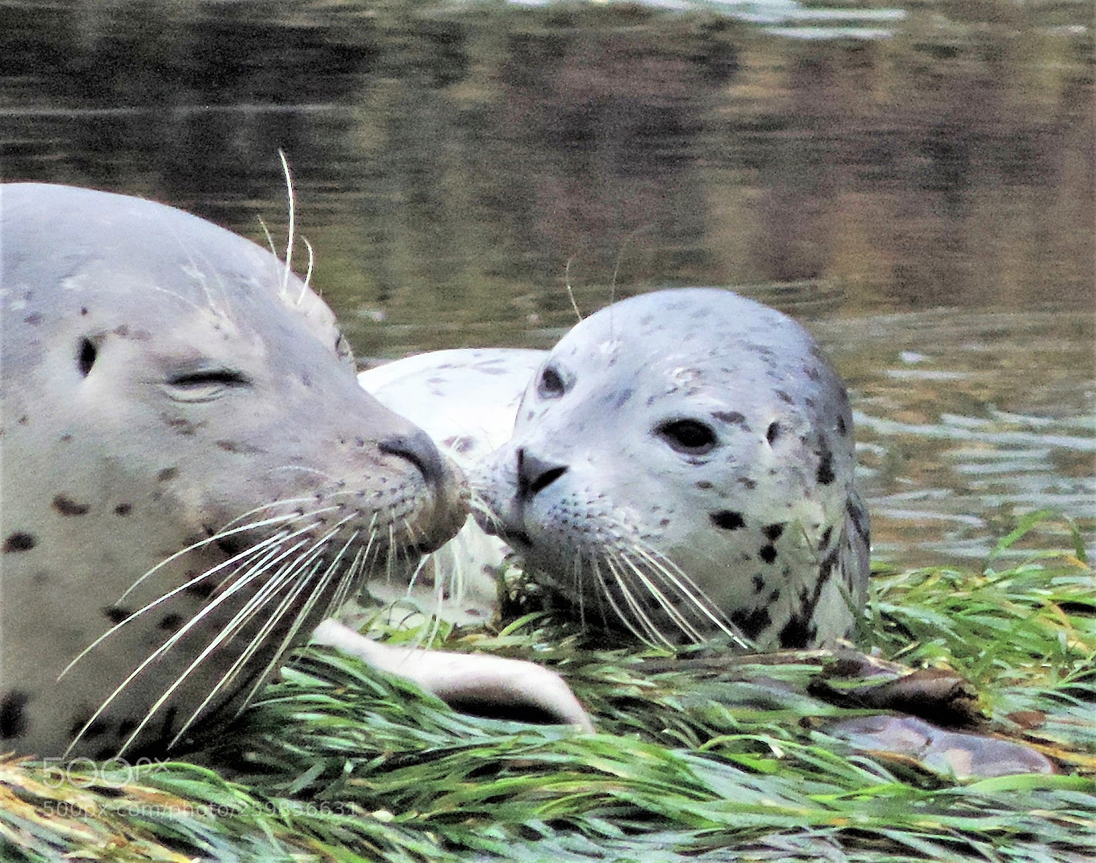 Nikon Coolpix P520 sample photo. Seals photography