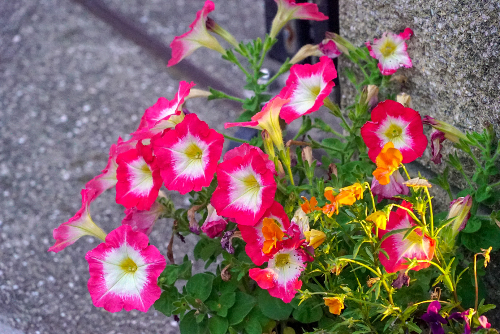 Sony a7S sample photo