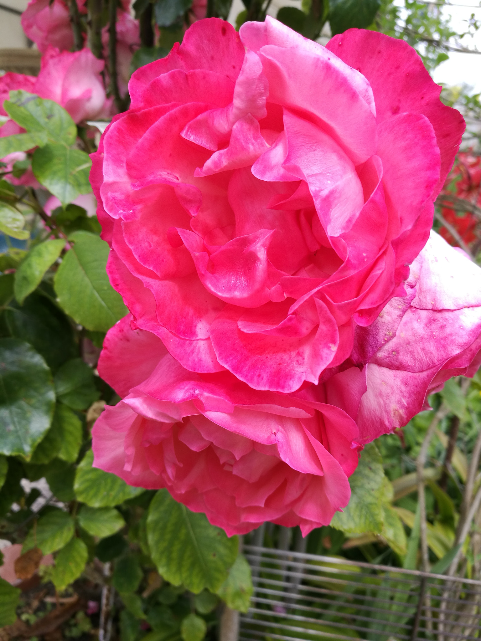 HUAWEI P9 Plus sample photo