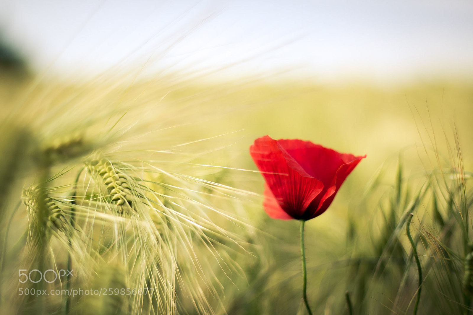 Canon EOS 70D sample photo. Seul dans le champs photography