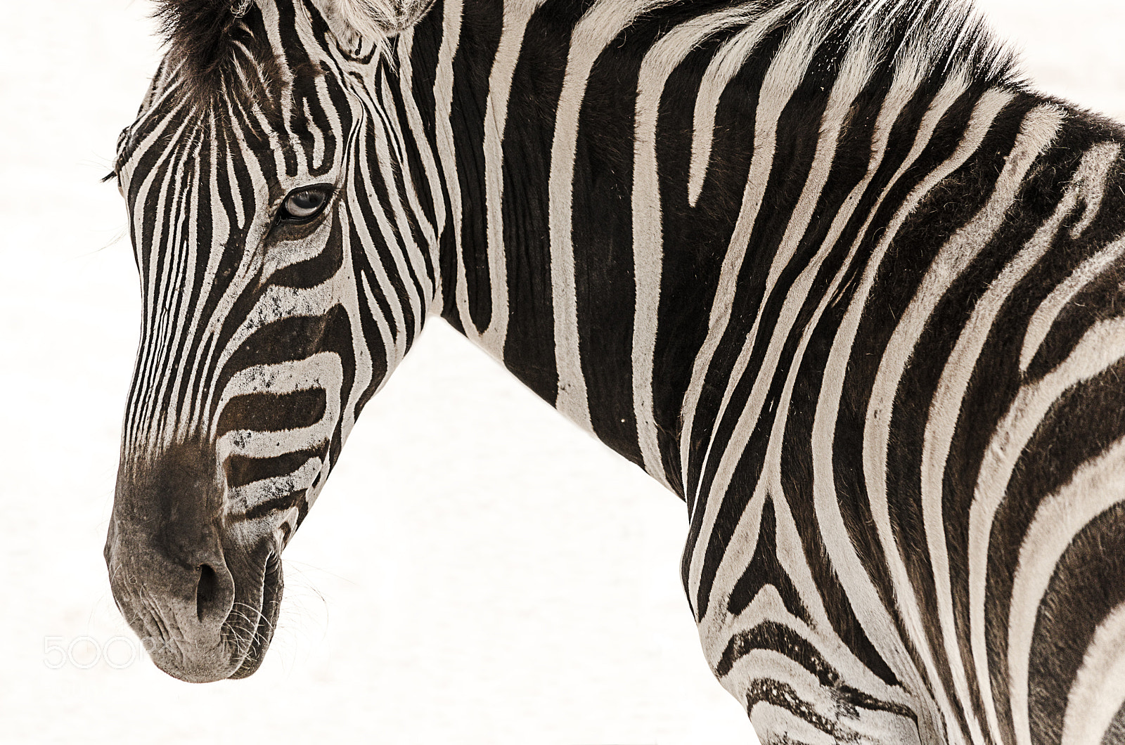 Nikon D7000 sample photo. Striped photography
