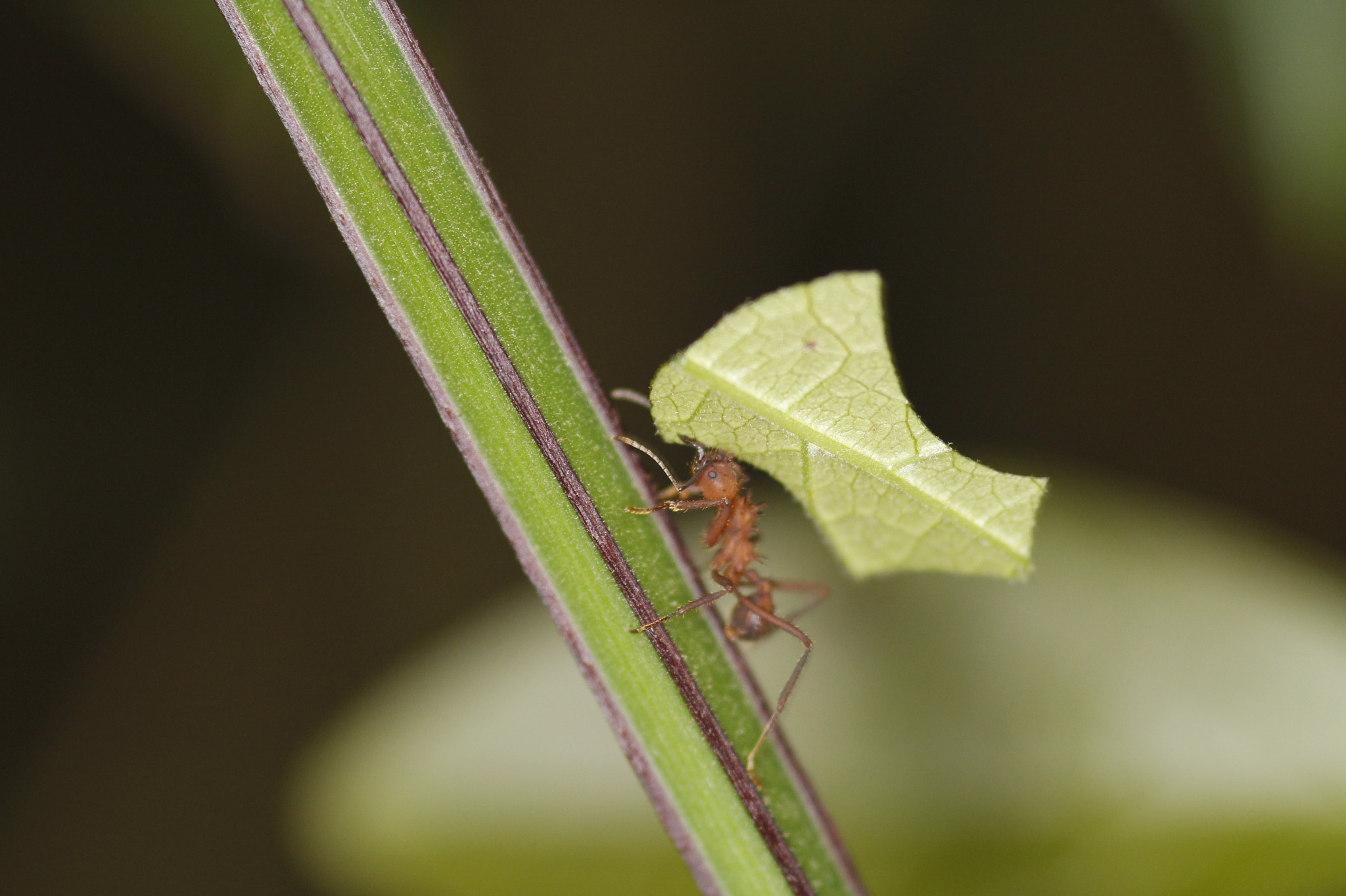 Canon EOS 60D sample photo. Worker ant photography