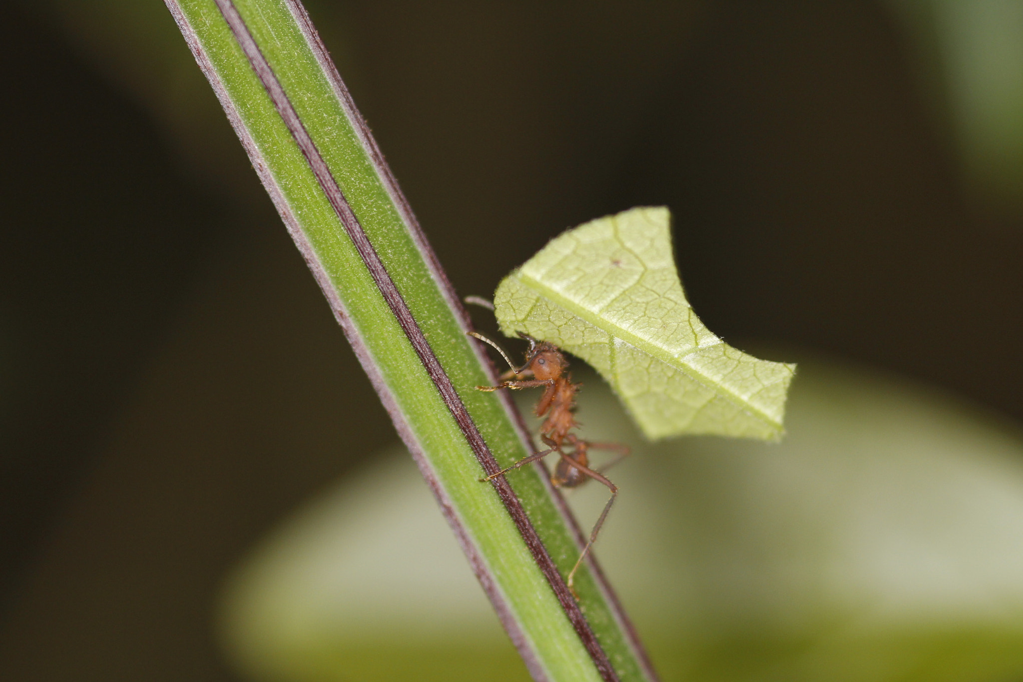 Canon EOS 60D + Sigma 105mm F2.8 EX DG Macro sample photo. Worker ant photography