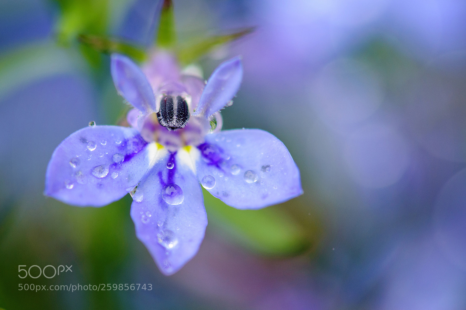 Nikon D5500 sample photo. Lobelia photography