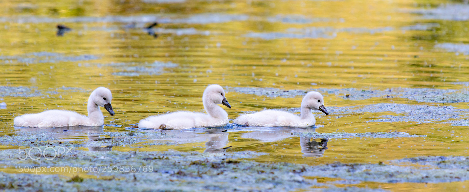 Canon EOS 750D (EOS Rebel T6i / EOS Kiss X8i) sample photo. Cygnets photography