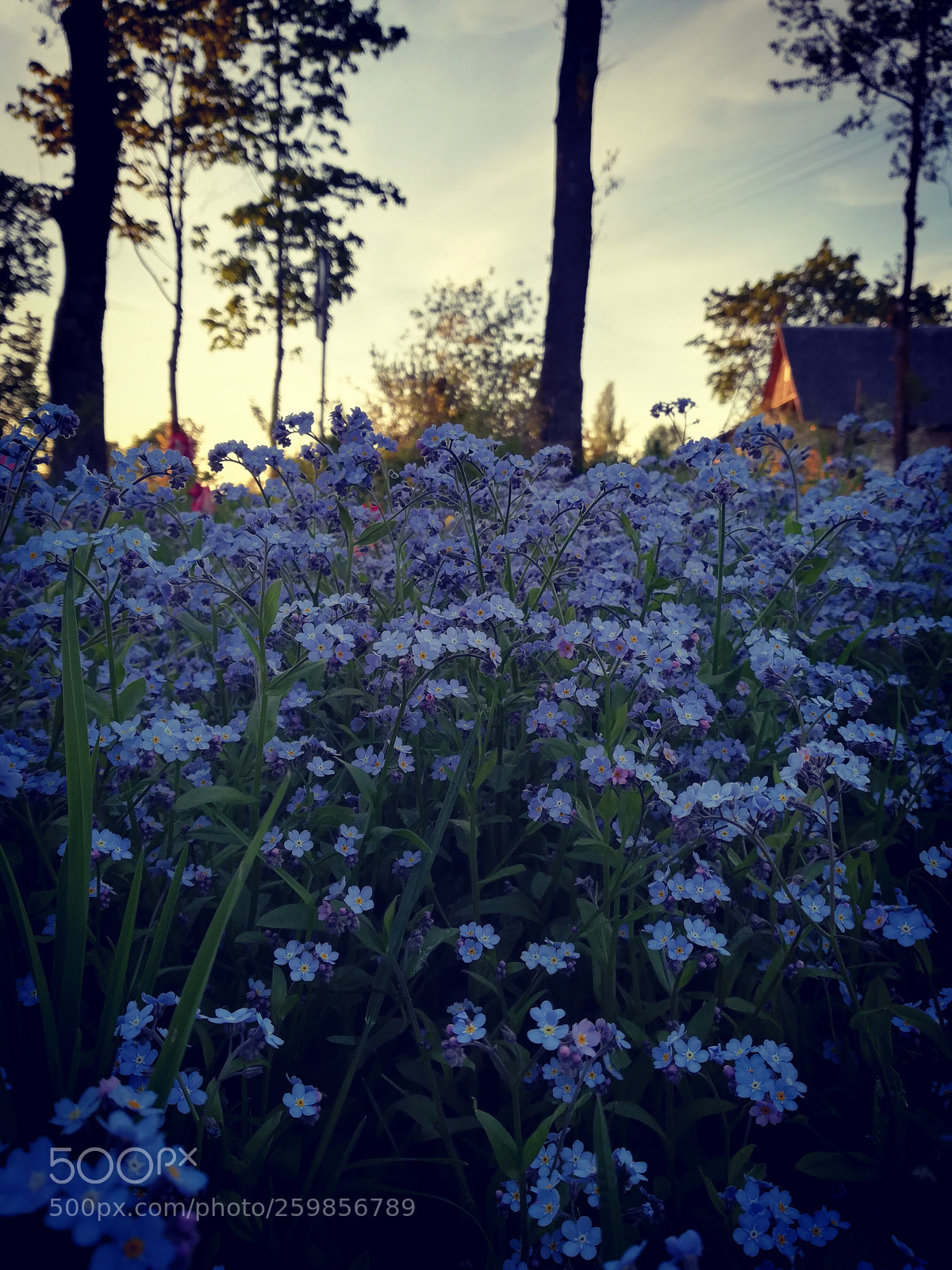 HUAWEI P10 lite sample photo. Untitled photography