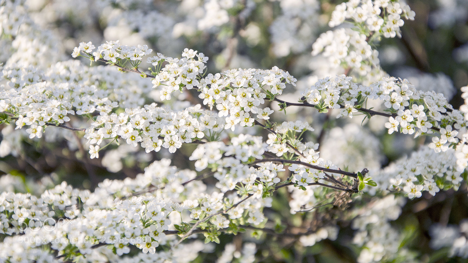 Nikon D5100 sample photo. Tenderness photography