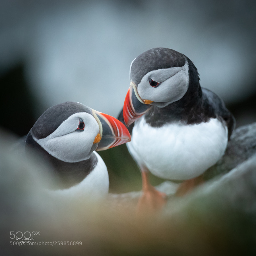 Canon EOS-1D X Mark II sample photo. Flirting puffins photography