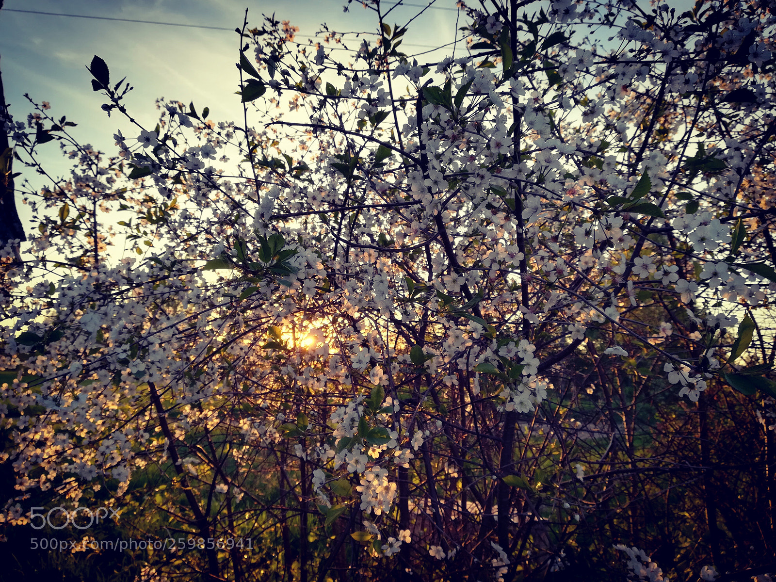 HUAWEI P10 lite sample photo. Untitled photography