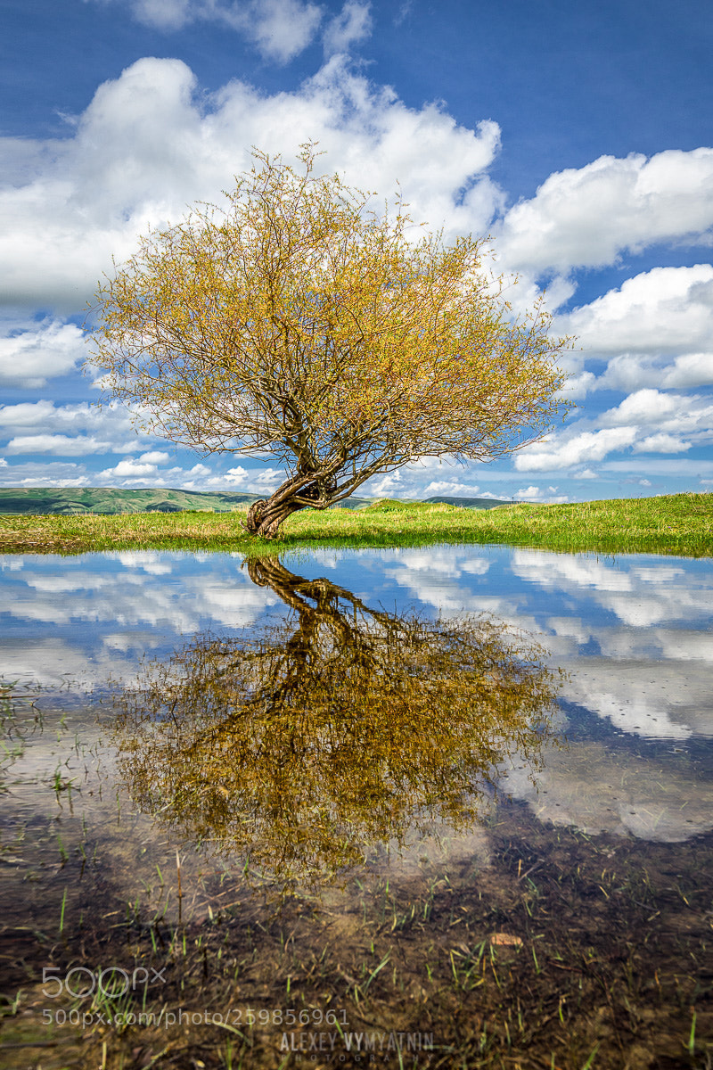 Sony a7 II sample photo. Tree and reflections photography