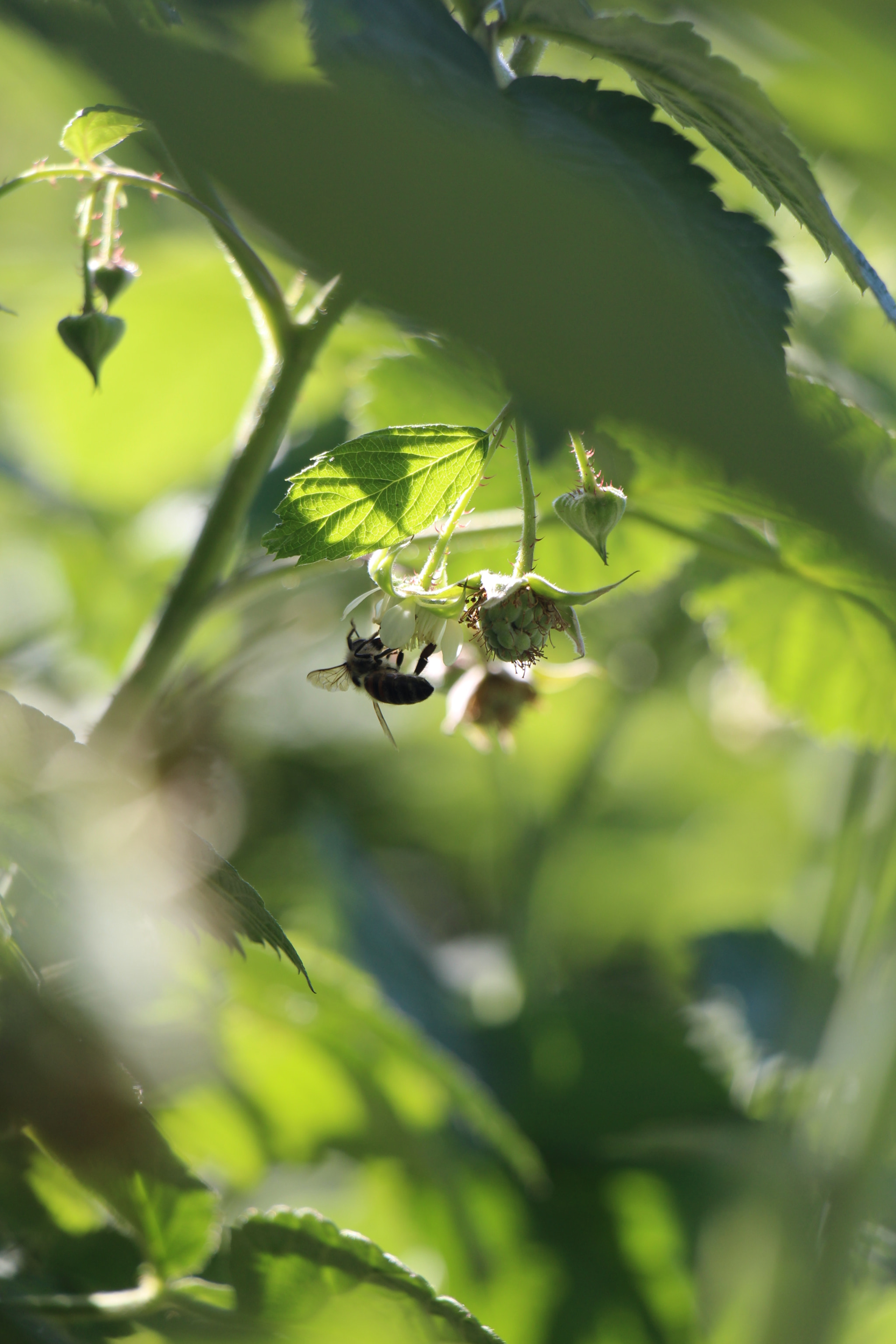 Canon EOS 650D (EOS Rebel T4i / EOS Kiss X6i) sample photo. Little life photography