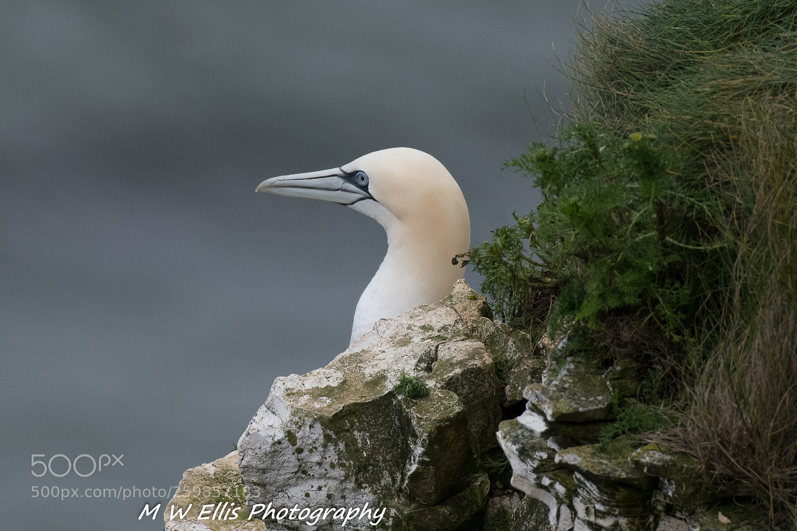 Nikon D850 sample photo. Gannet photography