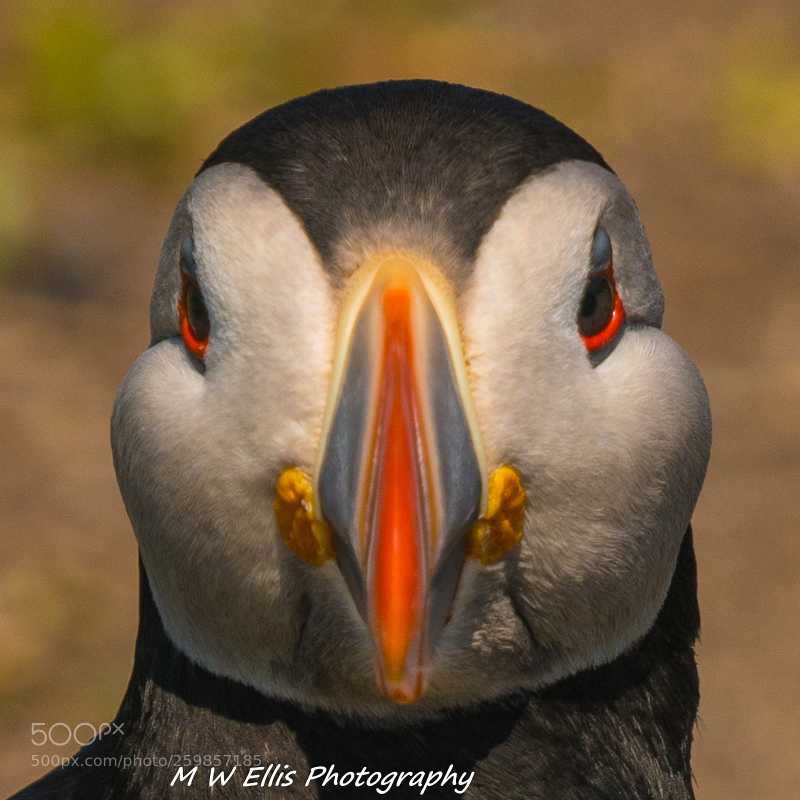 Nikon D850 sample photo. Puffin photography