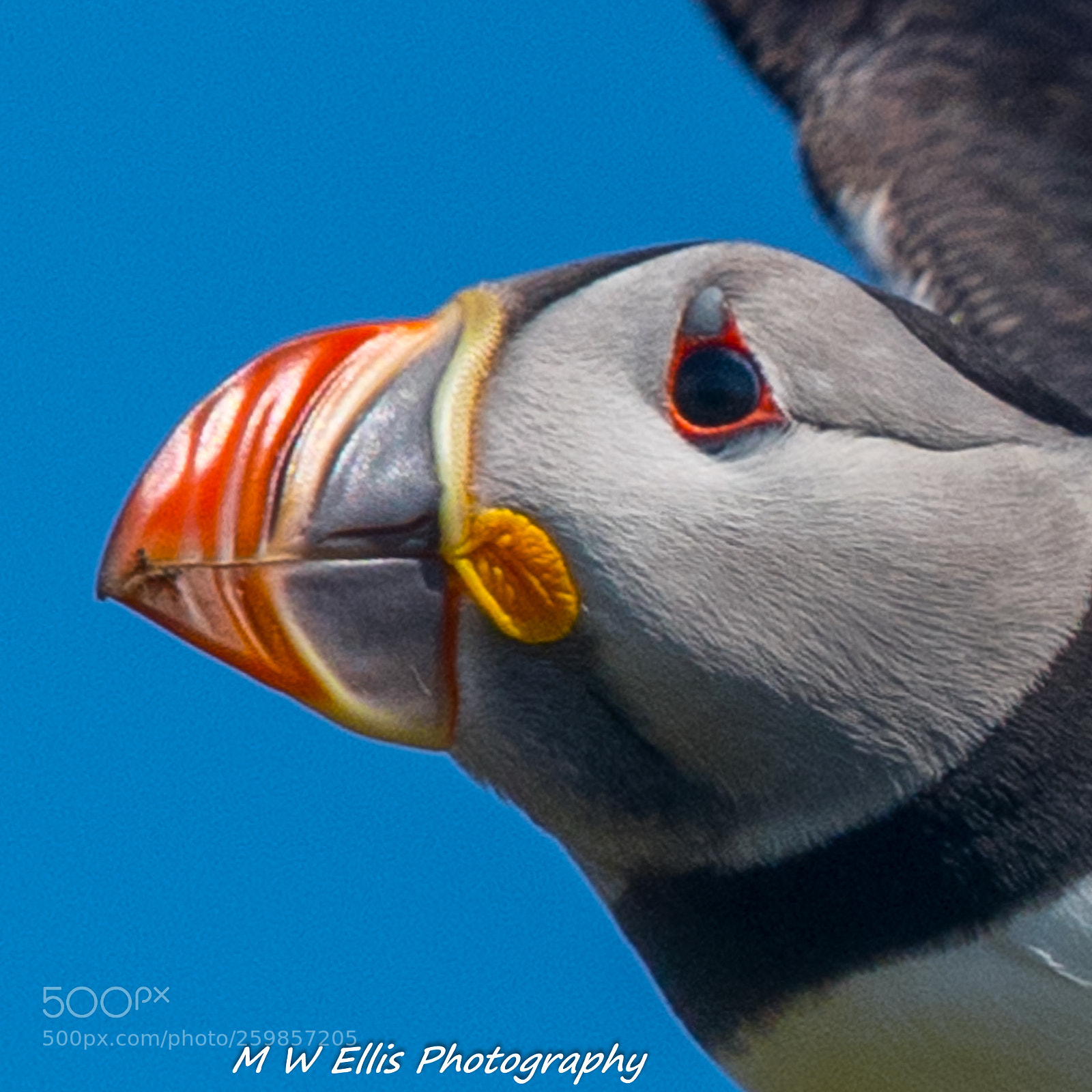 Nikon D850 sample photo. Puffin photography