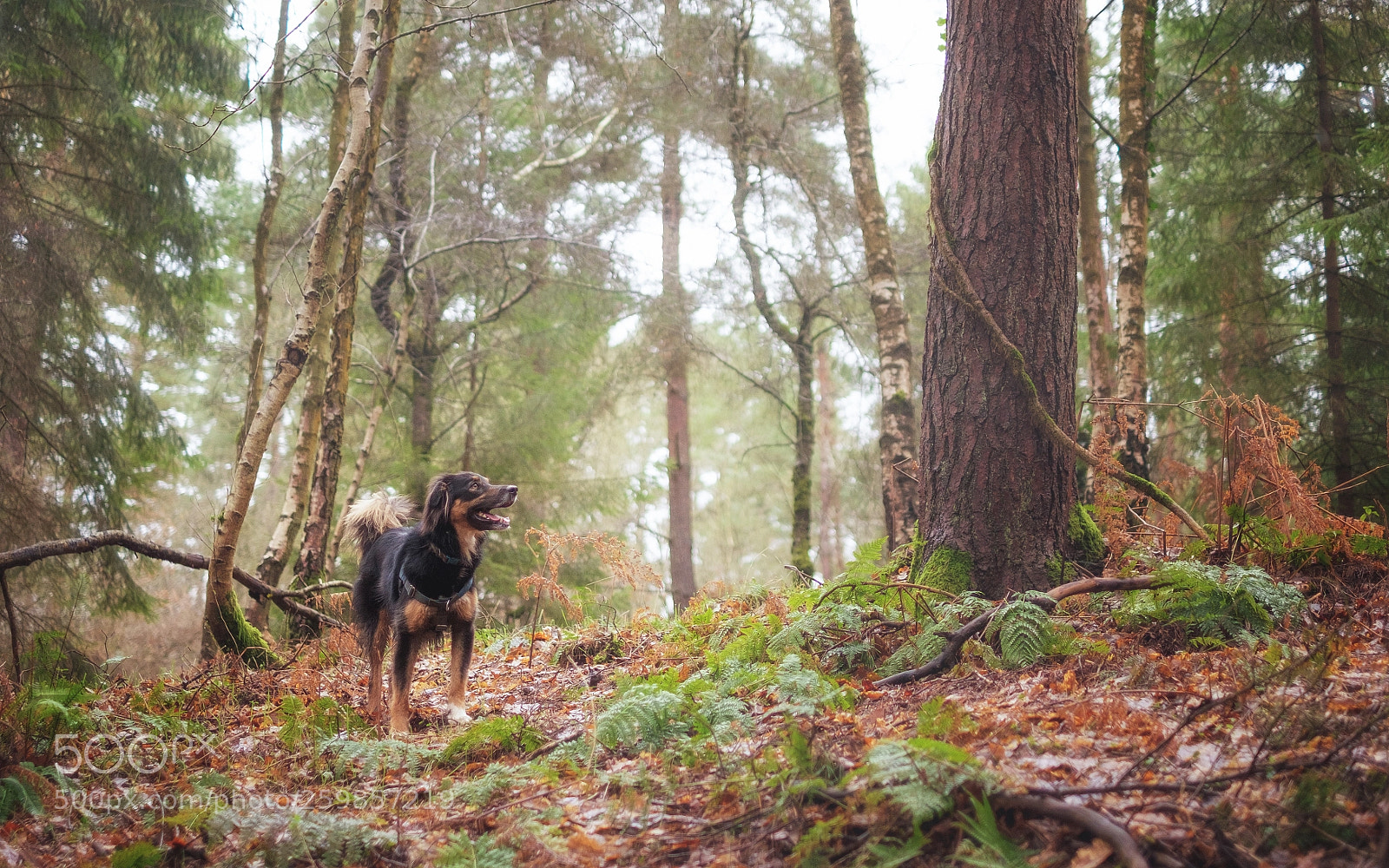 Fujifilm X-T1 sample photo. Sam in the forest photography