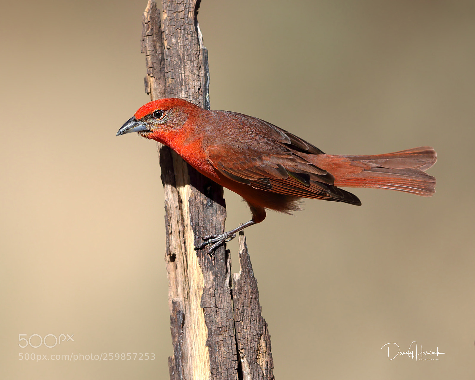 Canon EOS-1D X Mark II sample photo. Hepatic tanager (male) photography