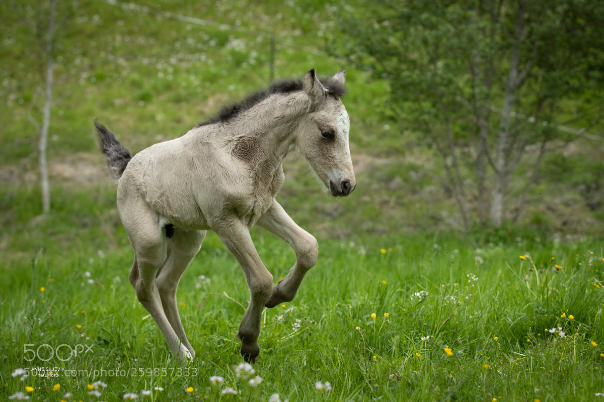 Canon EOS-1D X Mark II sample photo. Enjoying life photography