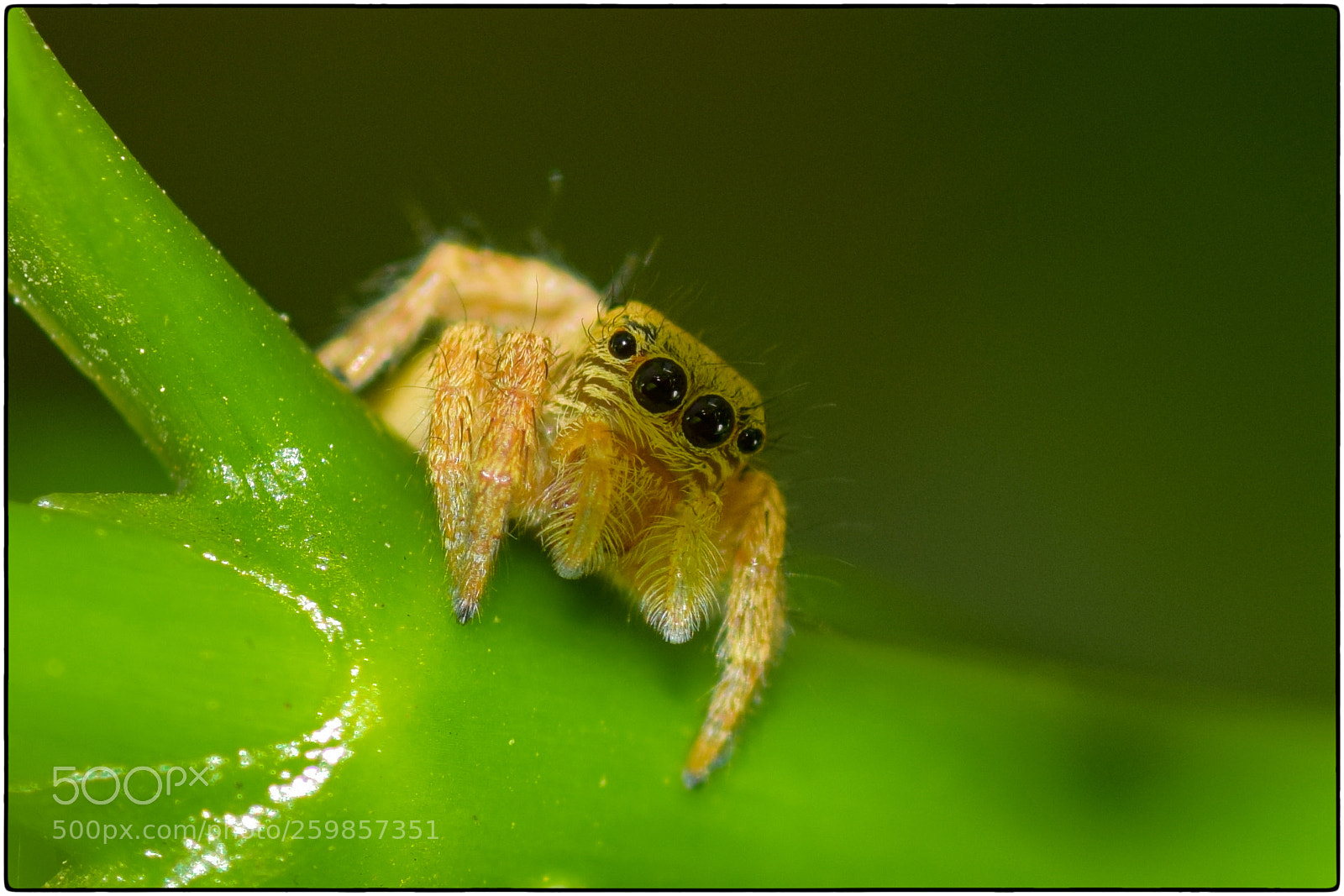 Nikon D5300 sample photo. Spider photography