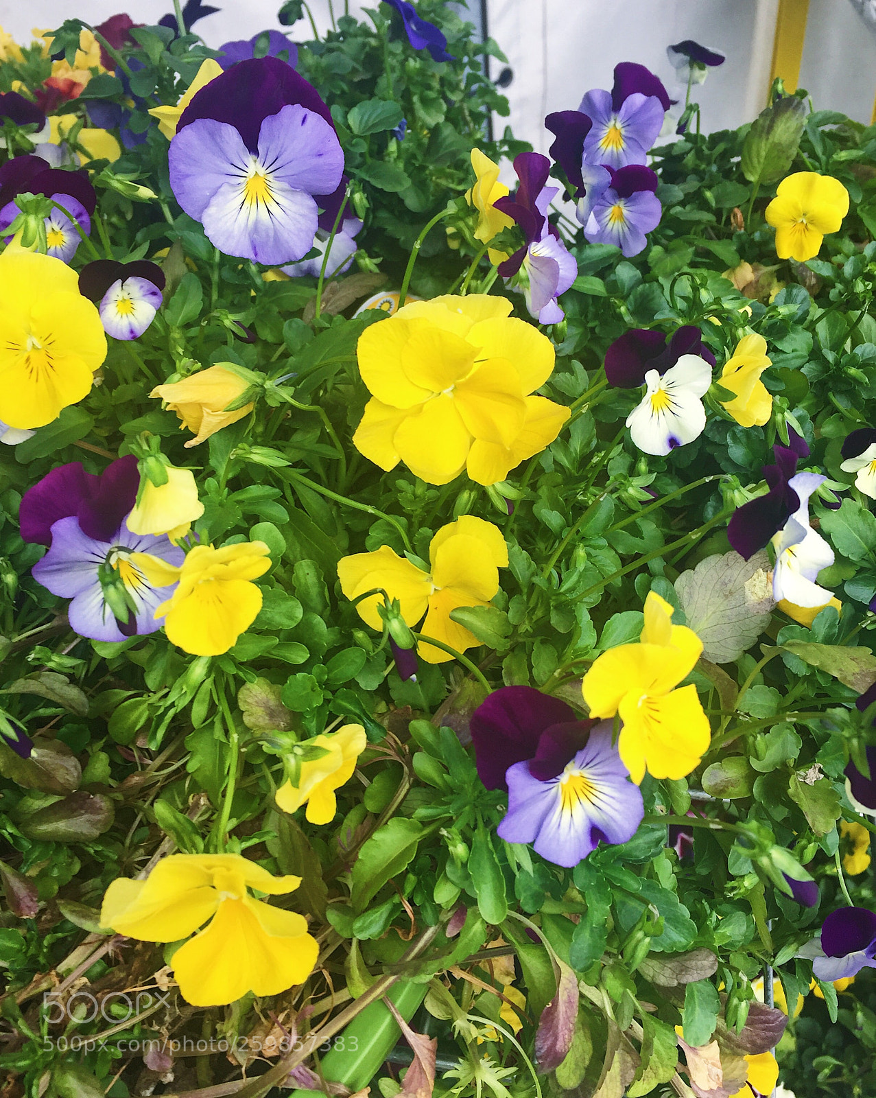 Apple iPhone 6 sample photo. More flowers  photography