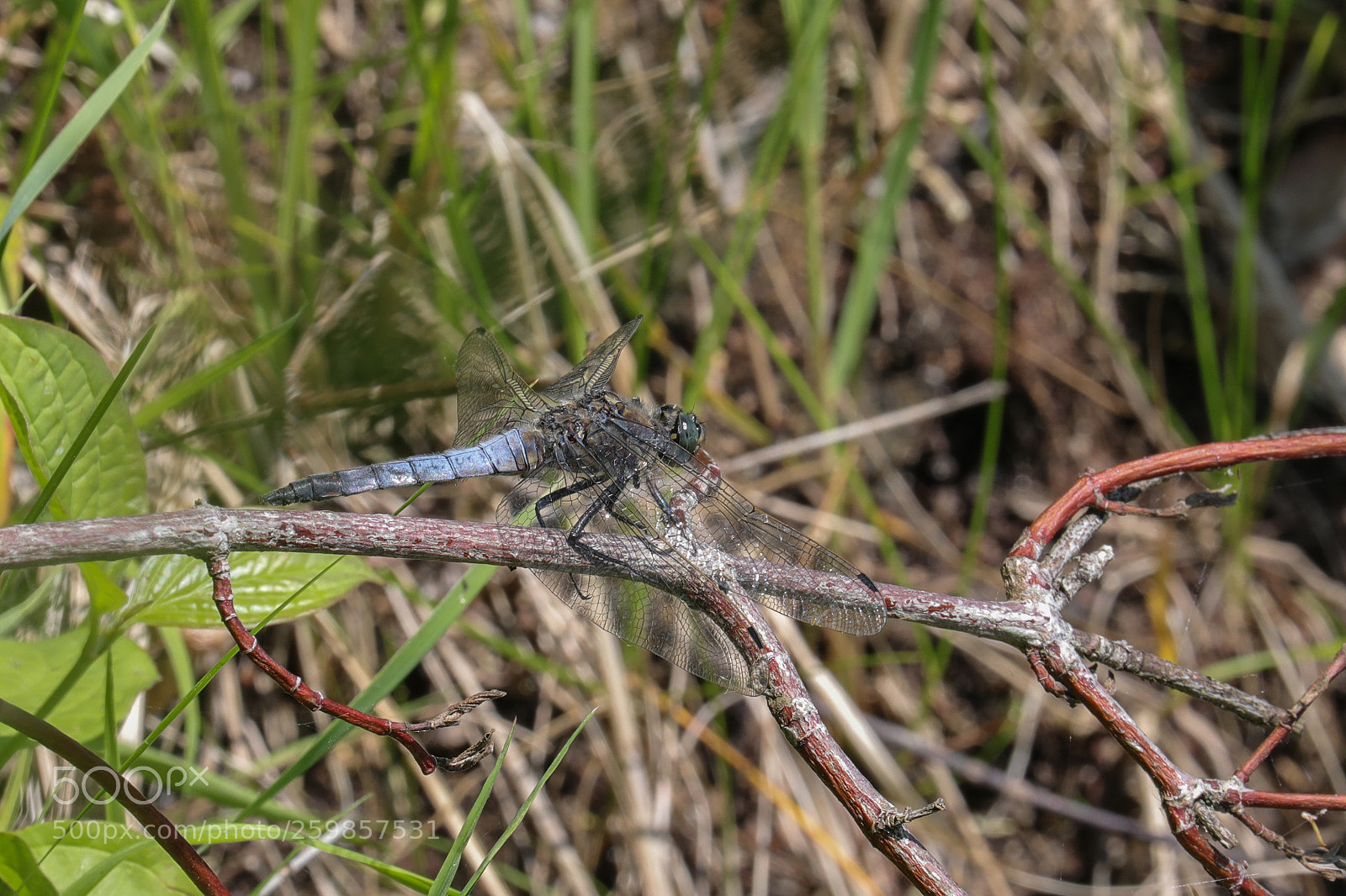 Canon EOS 5D Mark IV sample photo. Dragon fly photography