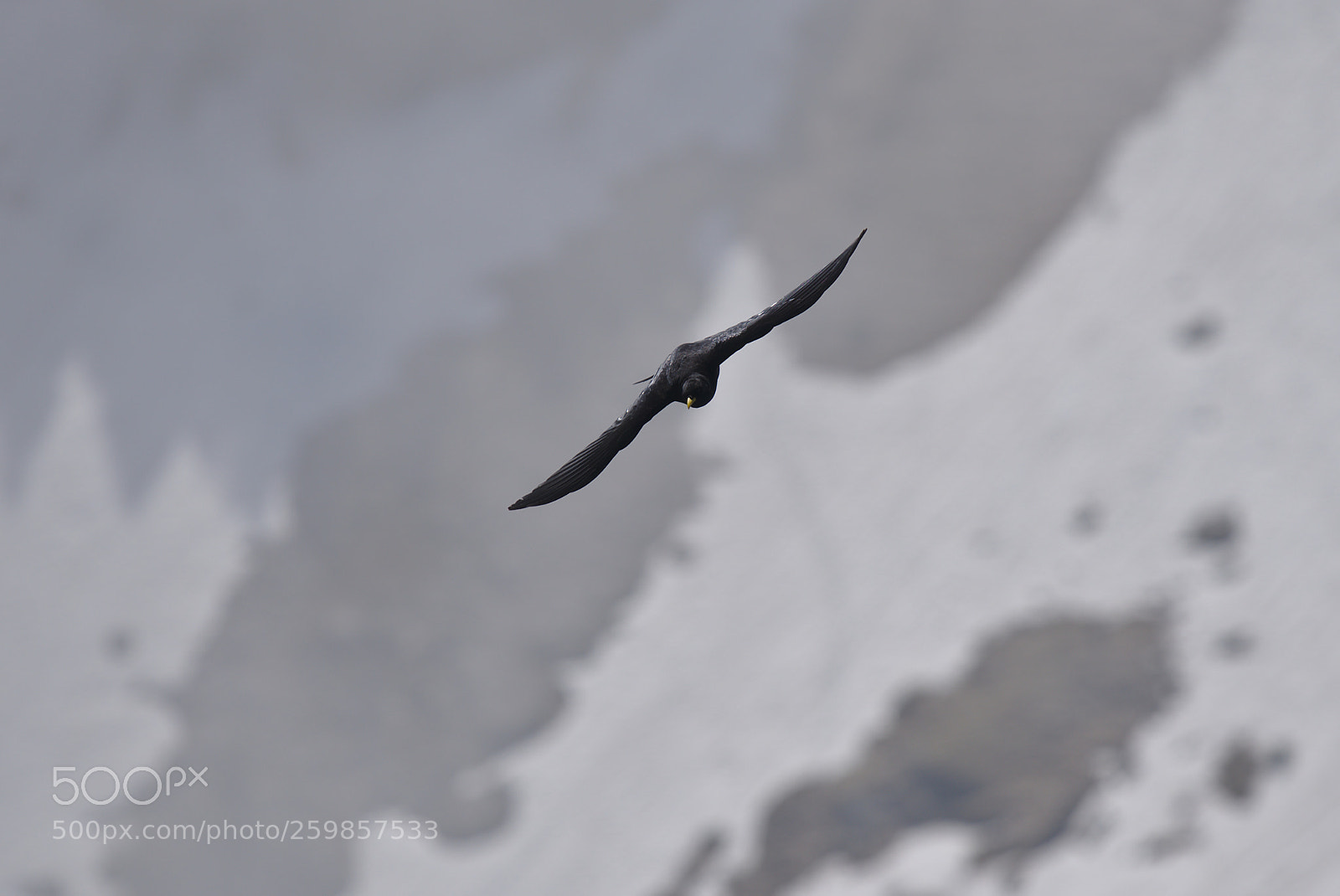 Nikon D750 sample photo. Searching in the air photography