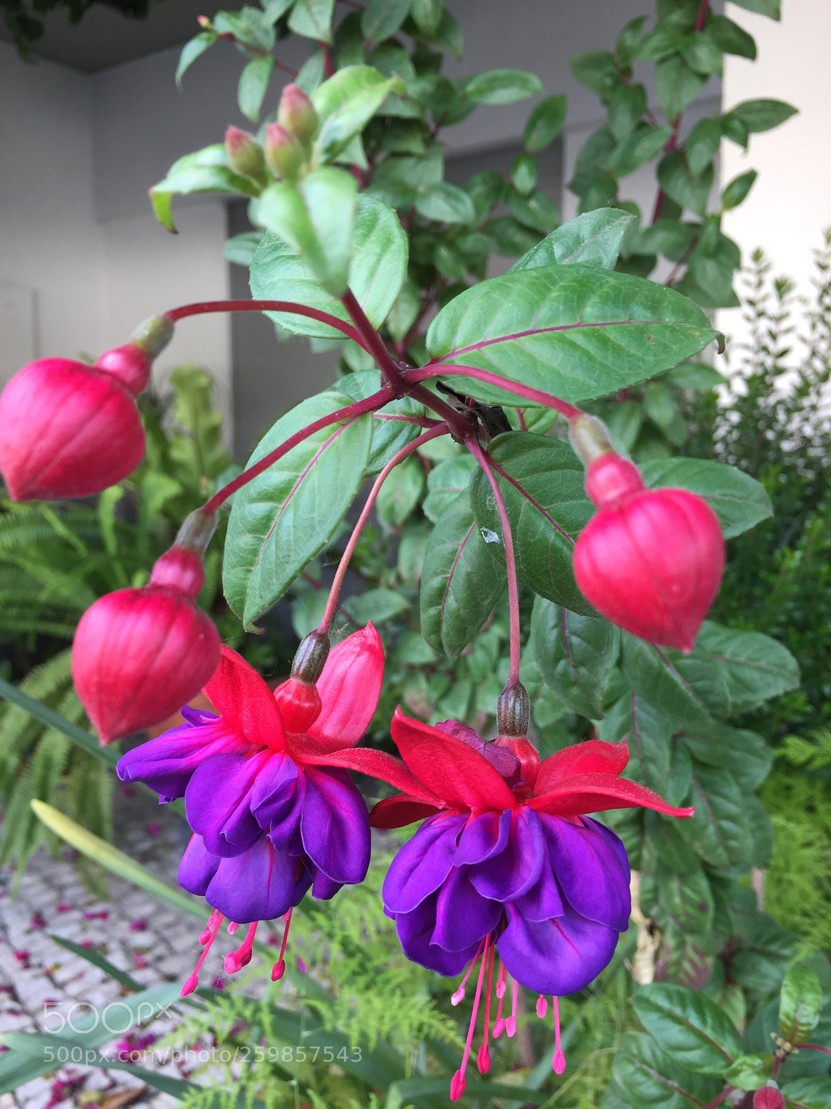 Apple iPhone 6 sample photo. Flower photography