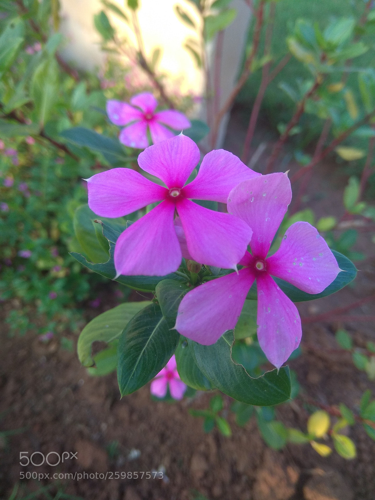 Xiaomi Redmi Note 4 sample photo. Untitled photography