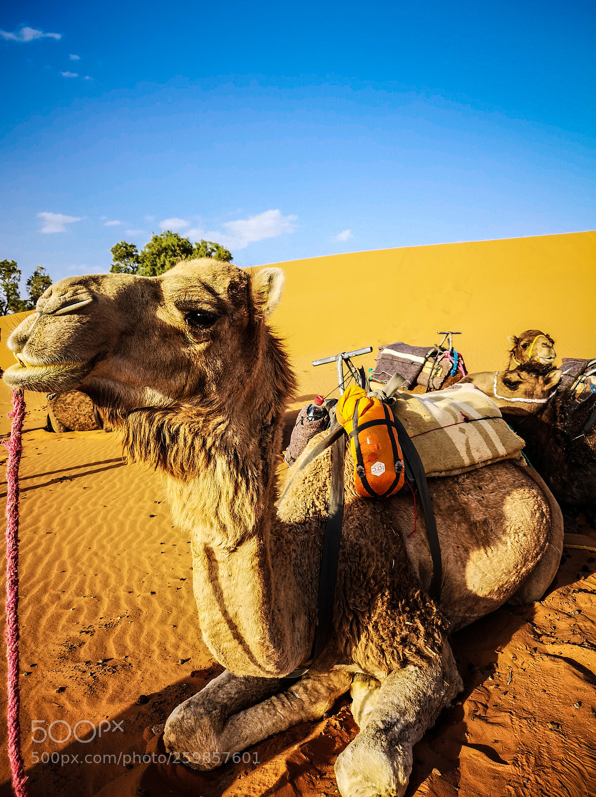 HUAWEI CLT-L29 sample photo. Camel at work photography