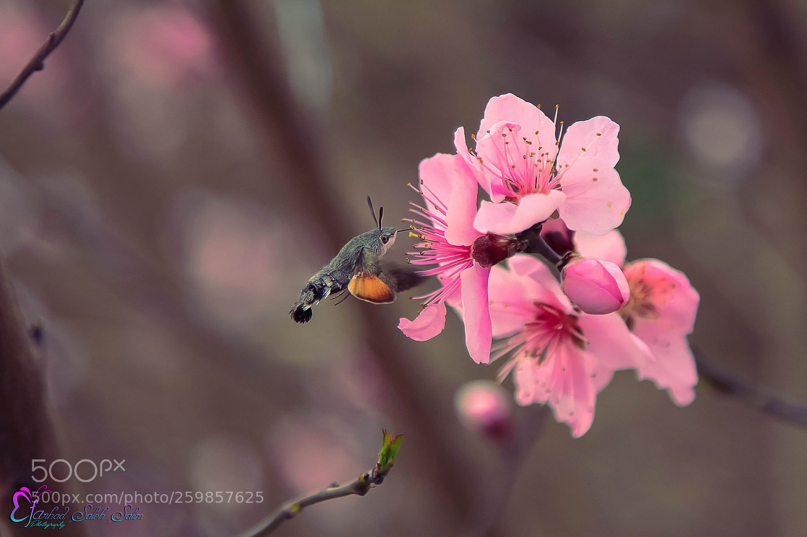 Canon EOS 7D sample photo. Img photography