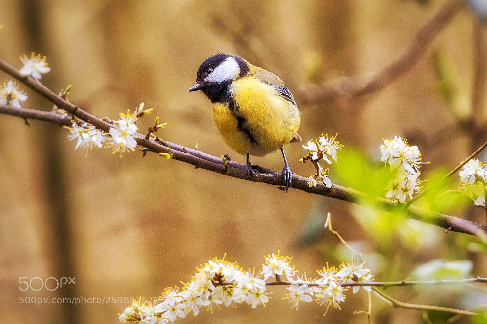 Canon EOS 60D sample photo. Great tit (21105) photography