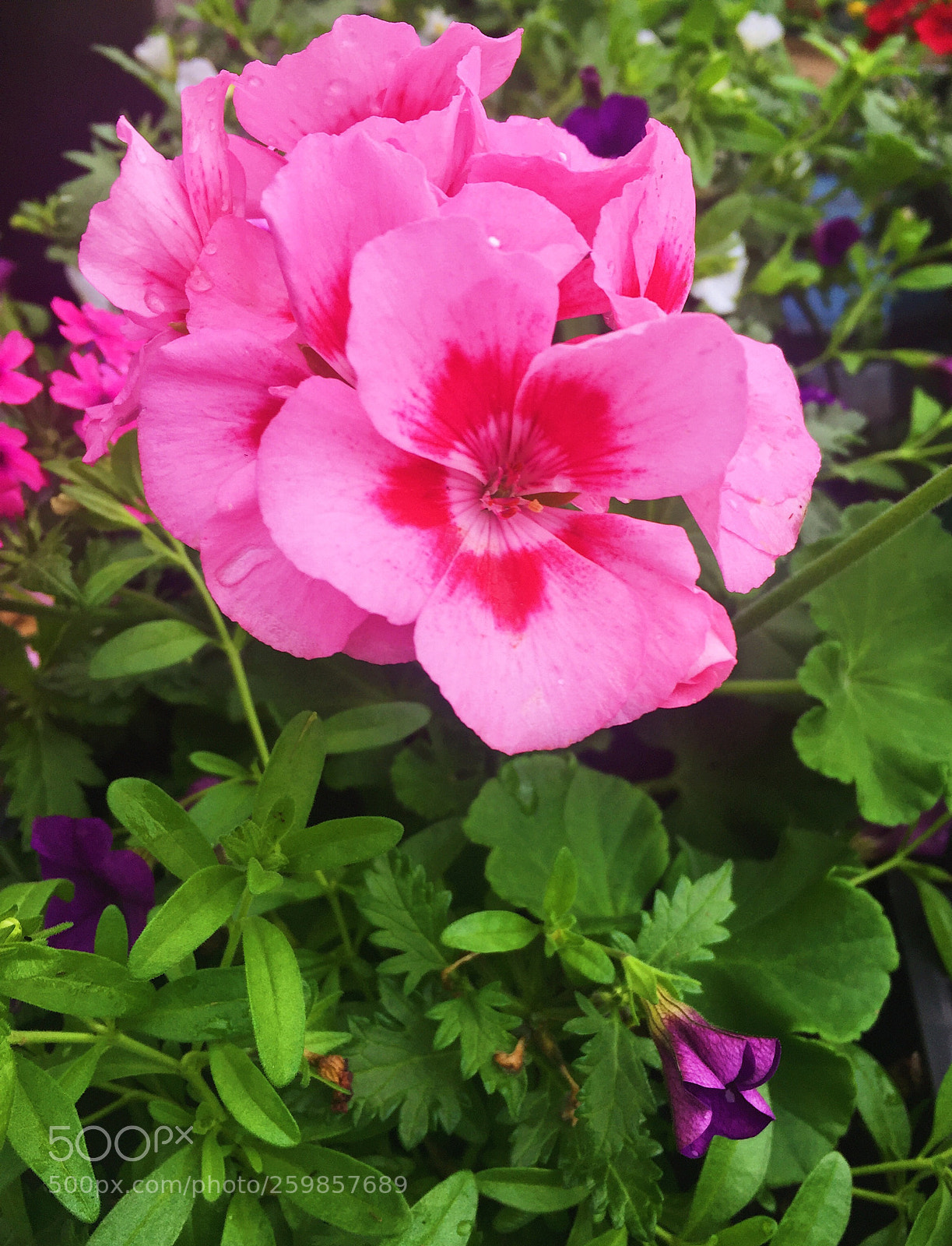 Apple iPhone 6 sample photo. And more photography