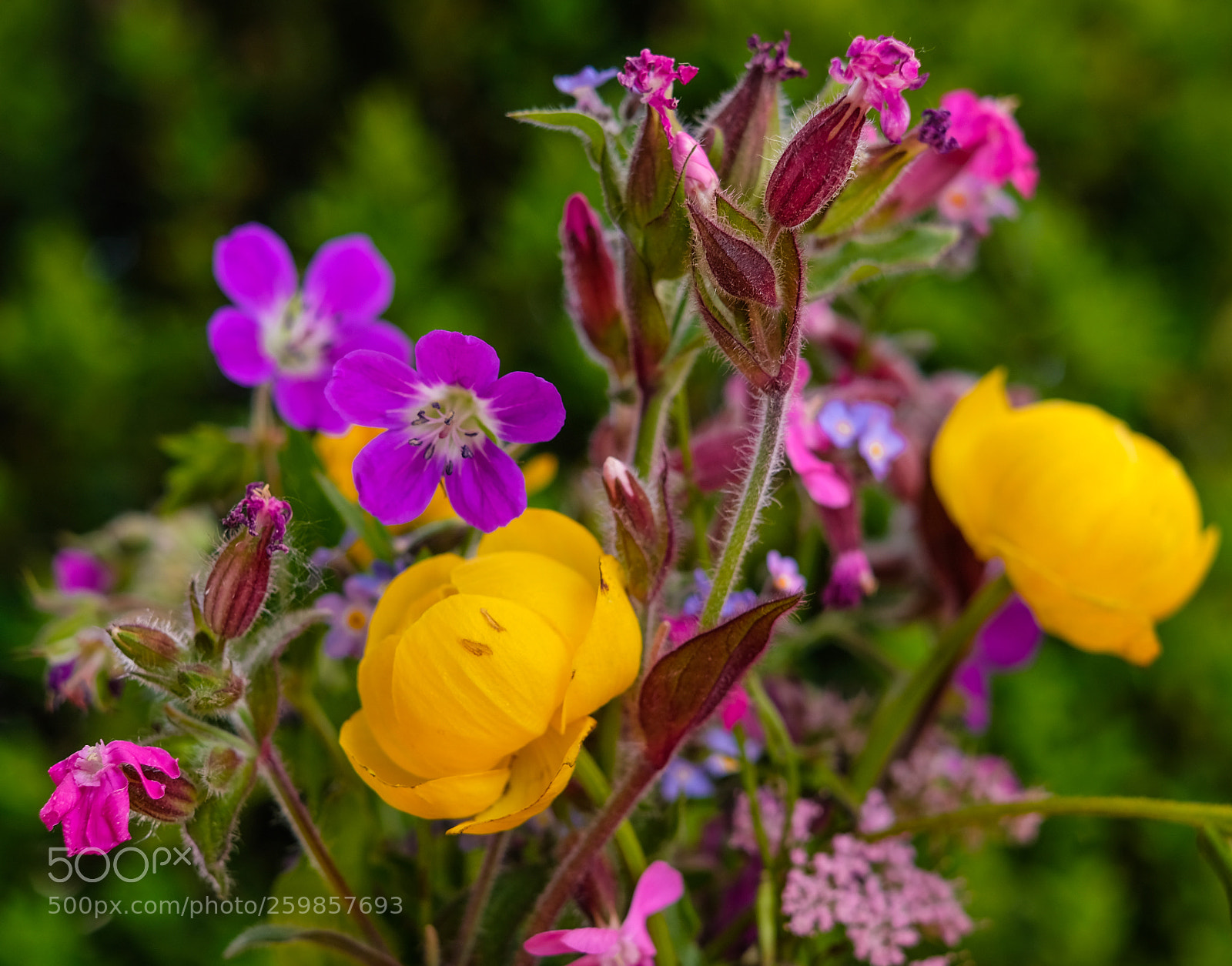 Fujifilm X-Pro2 sample photo. Bunch of flowers photography