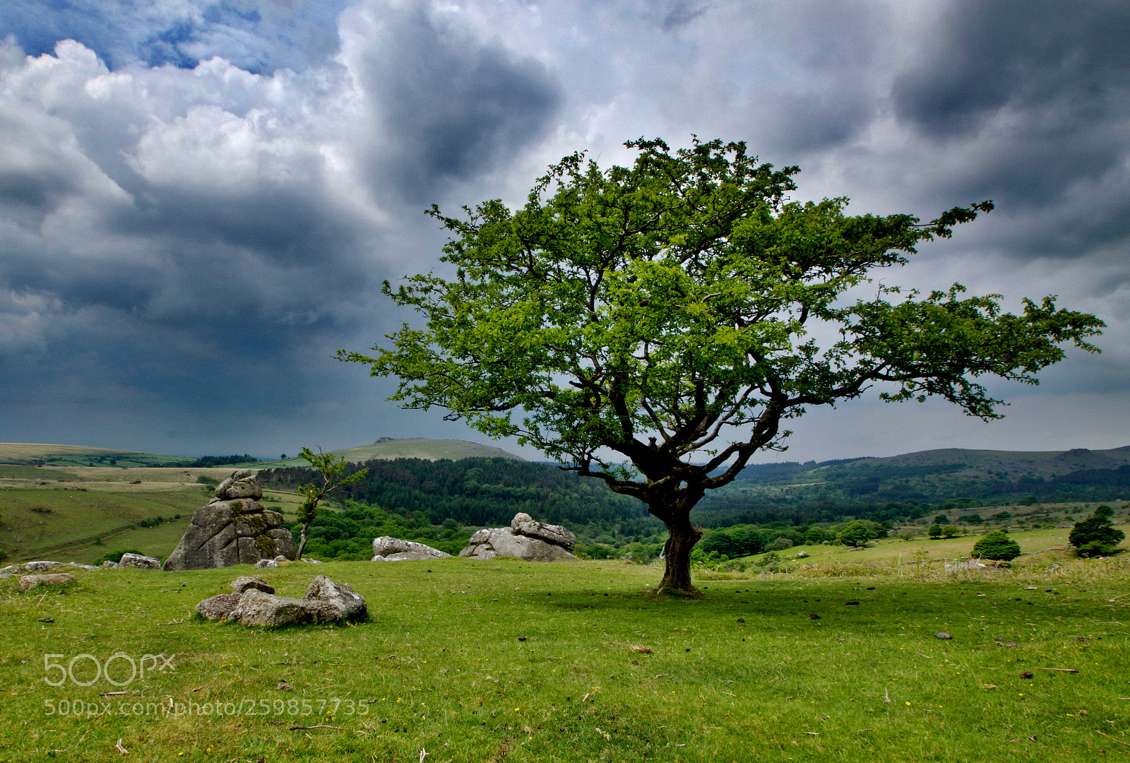 Nikon D3300 sample photo. Hawthorn tree and cuckoo photography