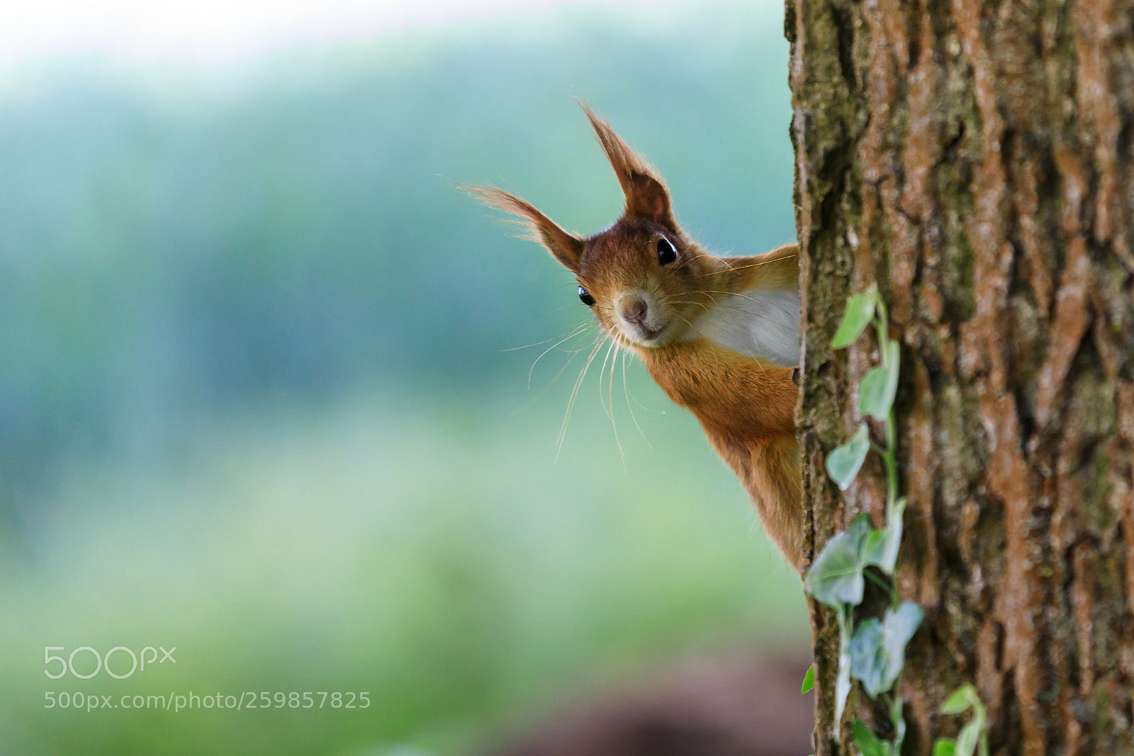 Canon EOS 5D Mark IV sample photo. Playful squirrel photography