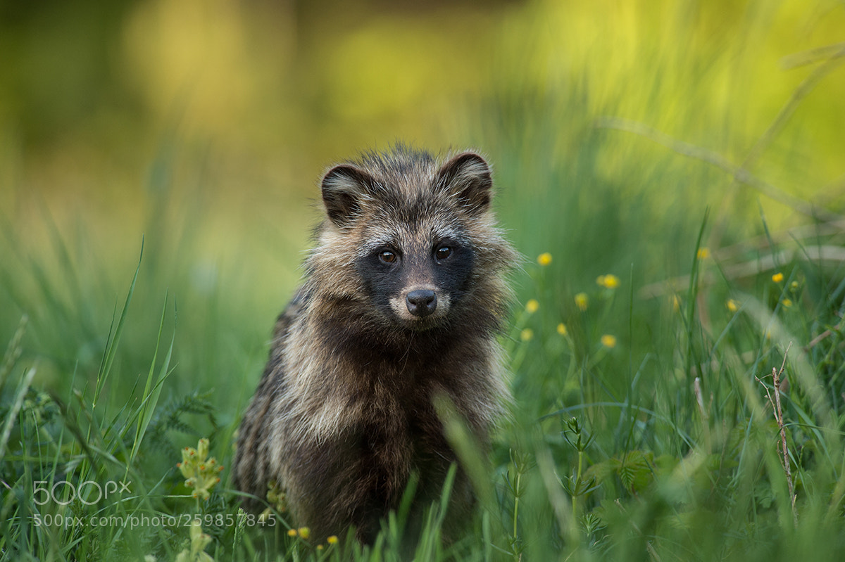 Nikon D4S sample photo. Hey little buddy :) photography