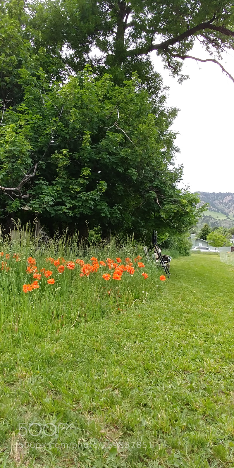 LG G6 sample photo. Papaver somniferum dreams!! photography