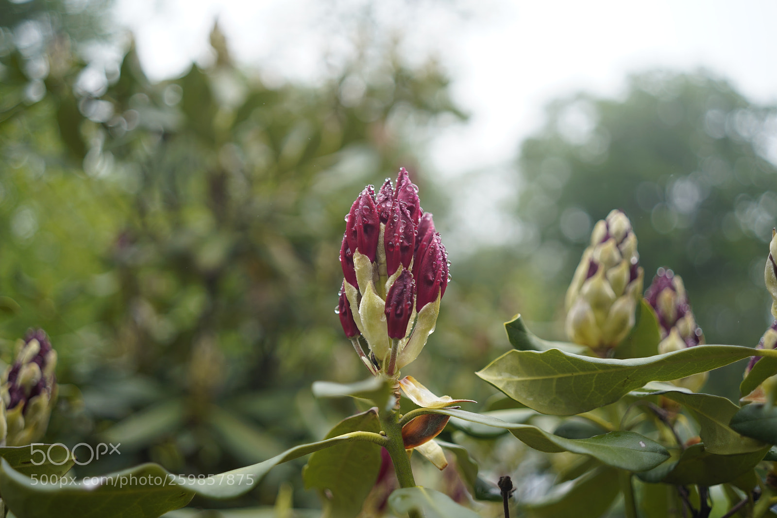 Sony a7 III sample photo. Rhododendrons blooming photography