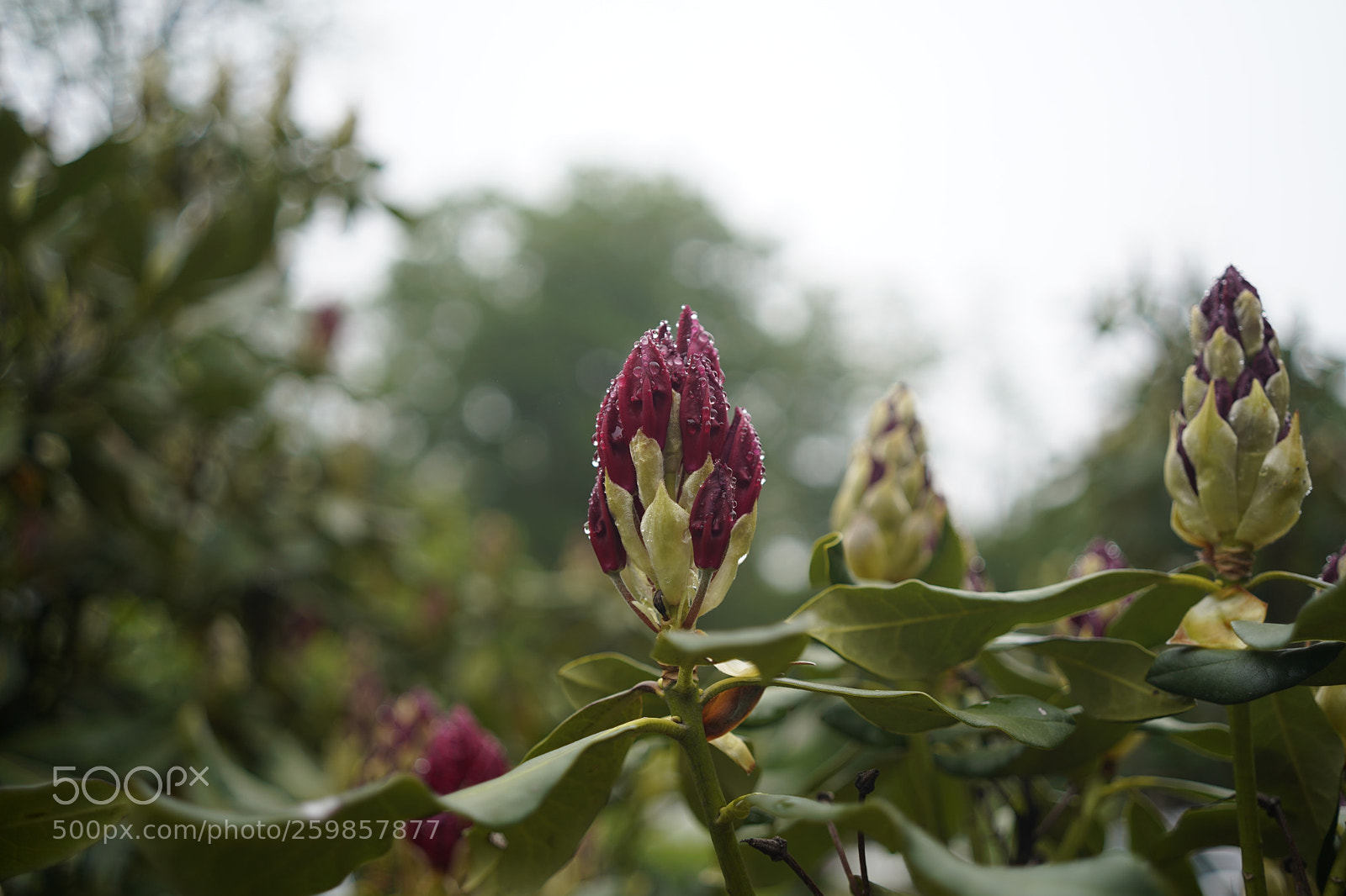 Sony a7 III sample photo. Rhododendrons blooming photography