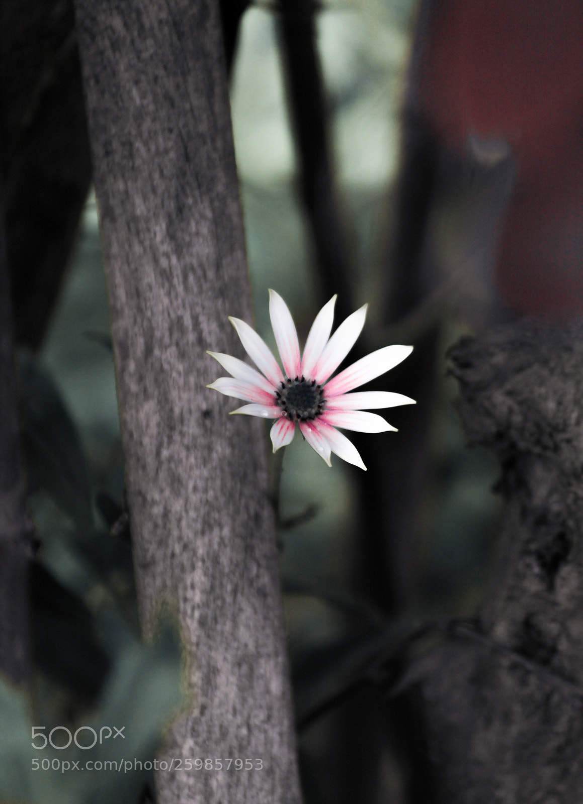Canon EOS 1100D (EOS Rebel T3 / EOS Kiss X50) sample photo. Untitled photography