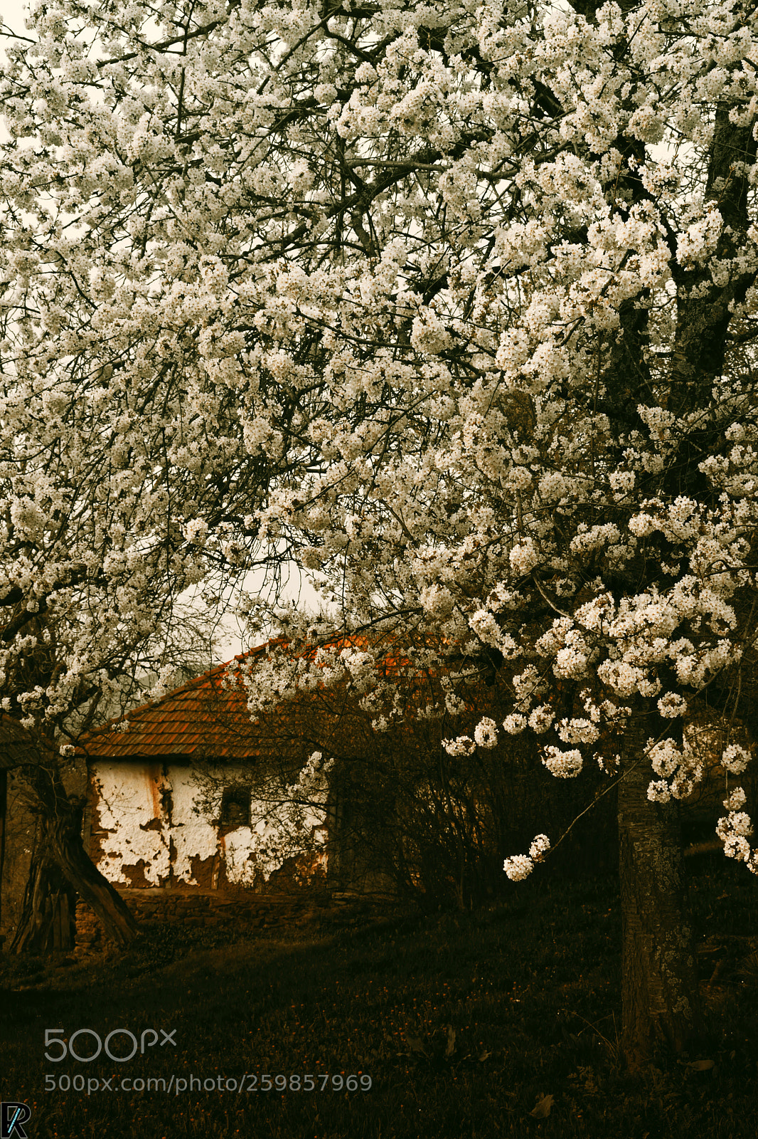 Nikon D3300 sample photo. Spring in dobrovnica, kriva photography